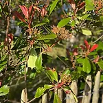 Le Rosa: De Charme Entre Et Pinede