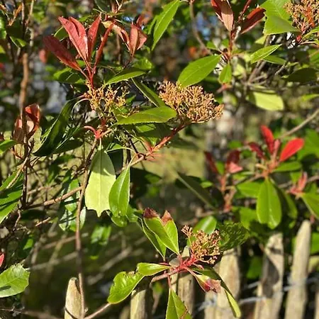 Le Rosa: De Charme Entre Et Pinede